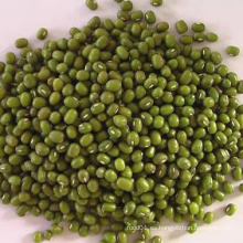 Venta caliente competitiva Mung Bean